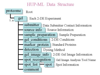 HUP-ML Data Structure